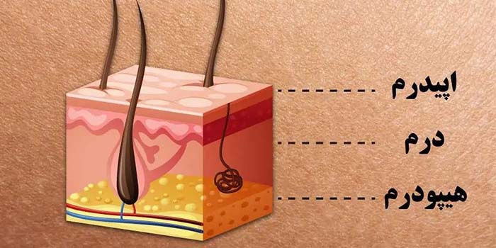 آشنایی با آناتومی و ساختار پوست