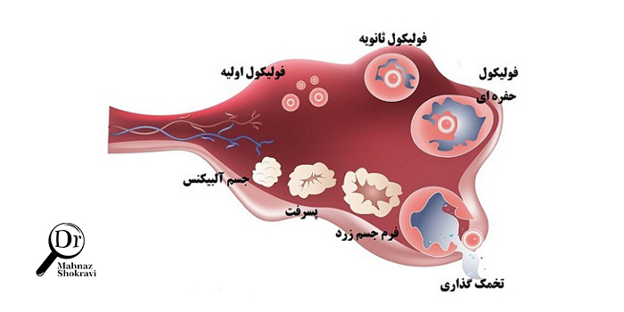 فولیکول تخمدان چیست؟