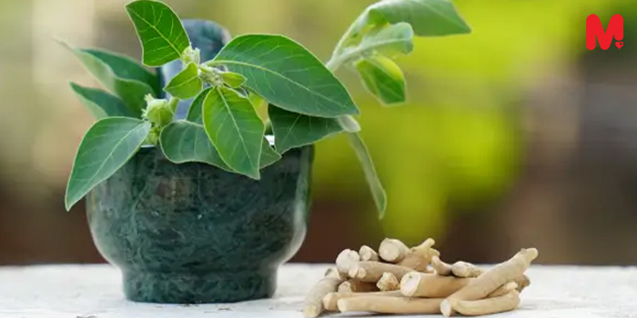 آشواگاندا برای بهبود عملکرد مغز و حافظه؛ تاثیرات آن بر سلامت ذهنی